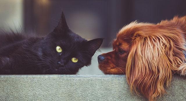 Haustiere können schnell mal den einen oder anderen Nachbarn verärgern. Darf man in jeder Wohnung Haustiere besitzen? In diesem Artikel finden Sie die Regeln für die Schweizer Haustierhaltung in Mietwohnungen.
