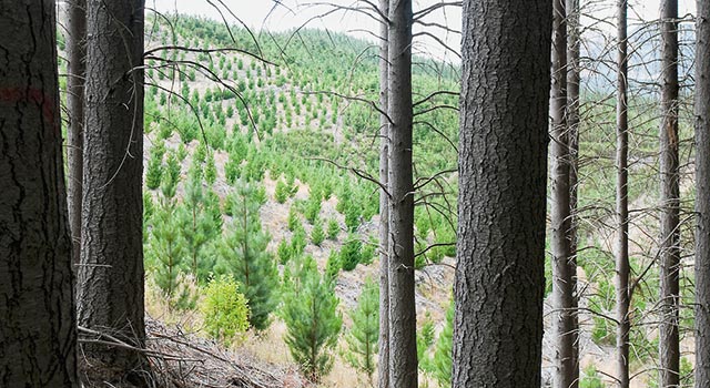Aufgeforstete Wälder sind das Sinnbild für nachhaltiges Wirtschaften, weil immer nur so viel Holz geschlagen wird, wie im selben Waldgebiet nachwachsen kann.